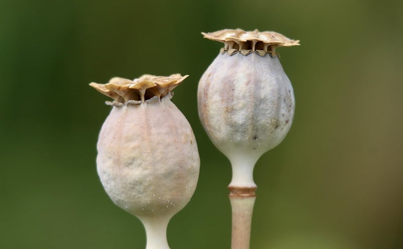 Sorcerer's Seed Packets